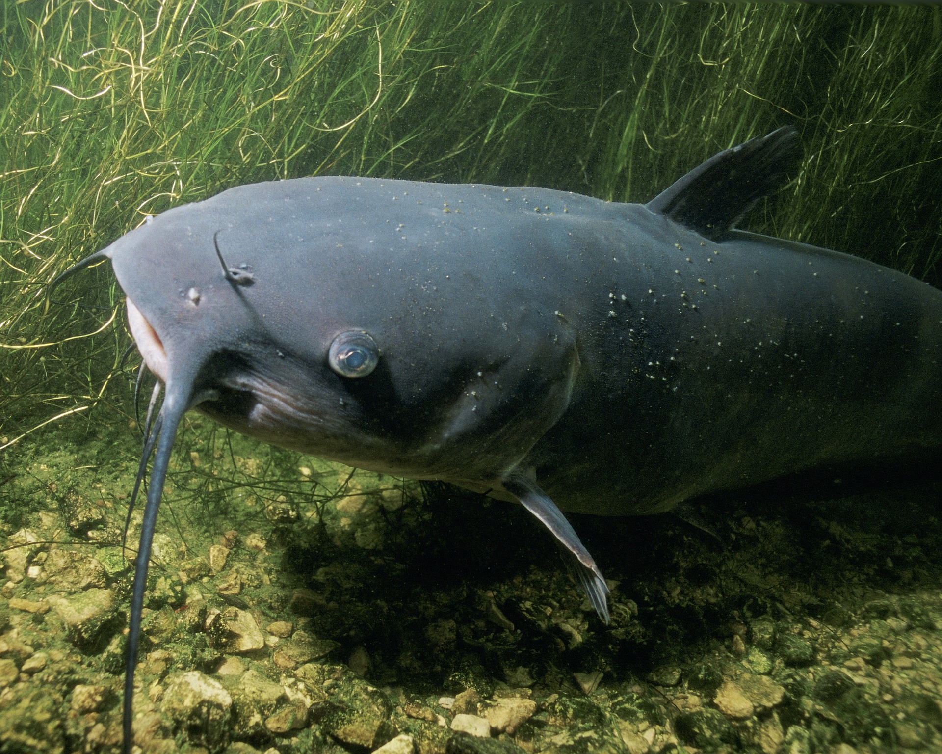 Frozen Catfish