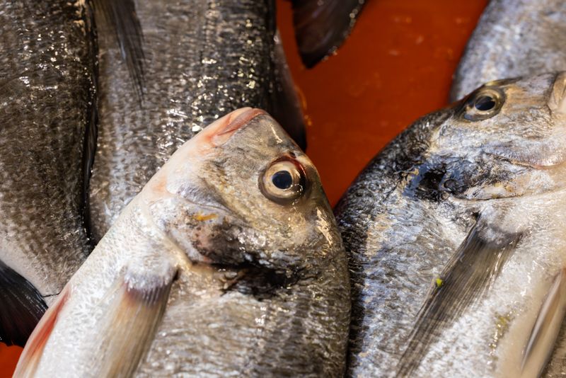 Frozen Croaker Fish