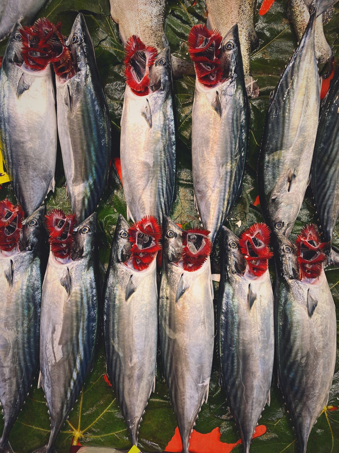 Frozen Mackerel Titus - premium whole round
