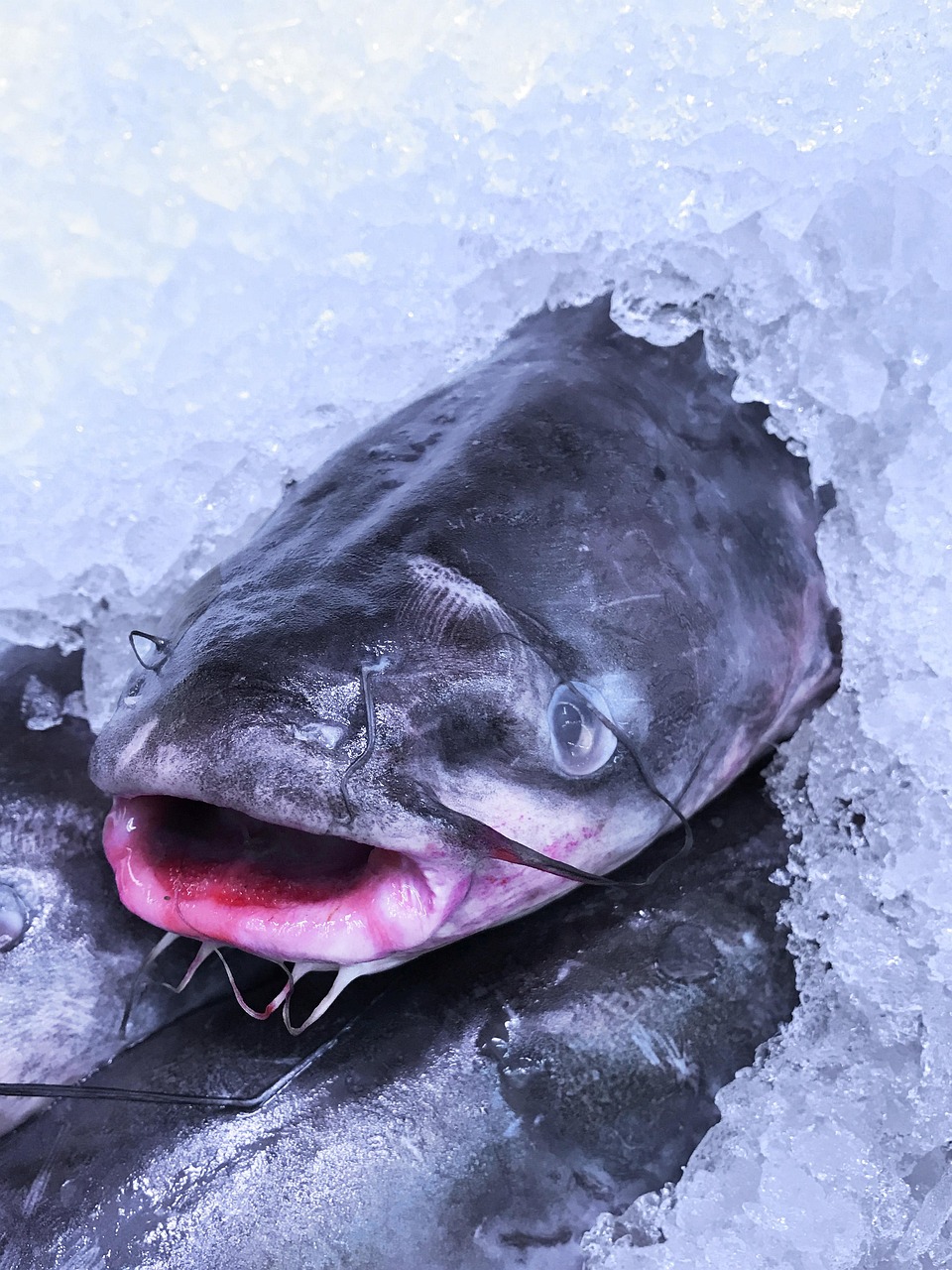 Frozen Tilapia